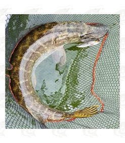 Abu Garcia® Beast Rattlin' Atom 26 Abu Garcia® Beast Rattlin' Atom -Pro Fish Gear Shop abu garcia beast rattlin atom 11