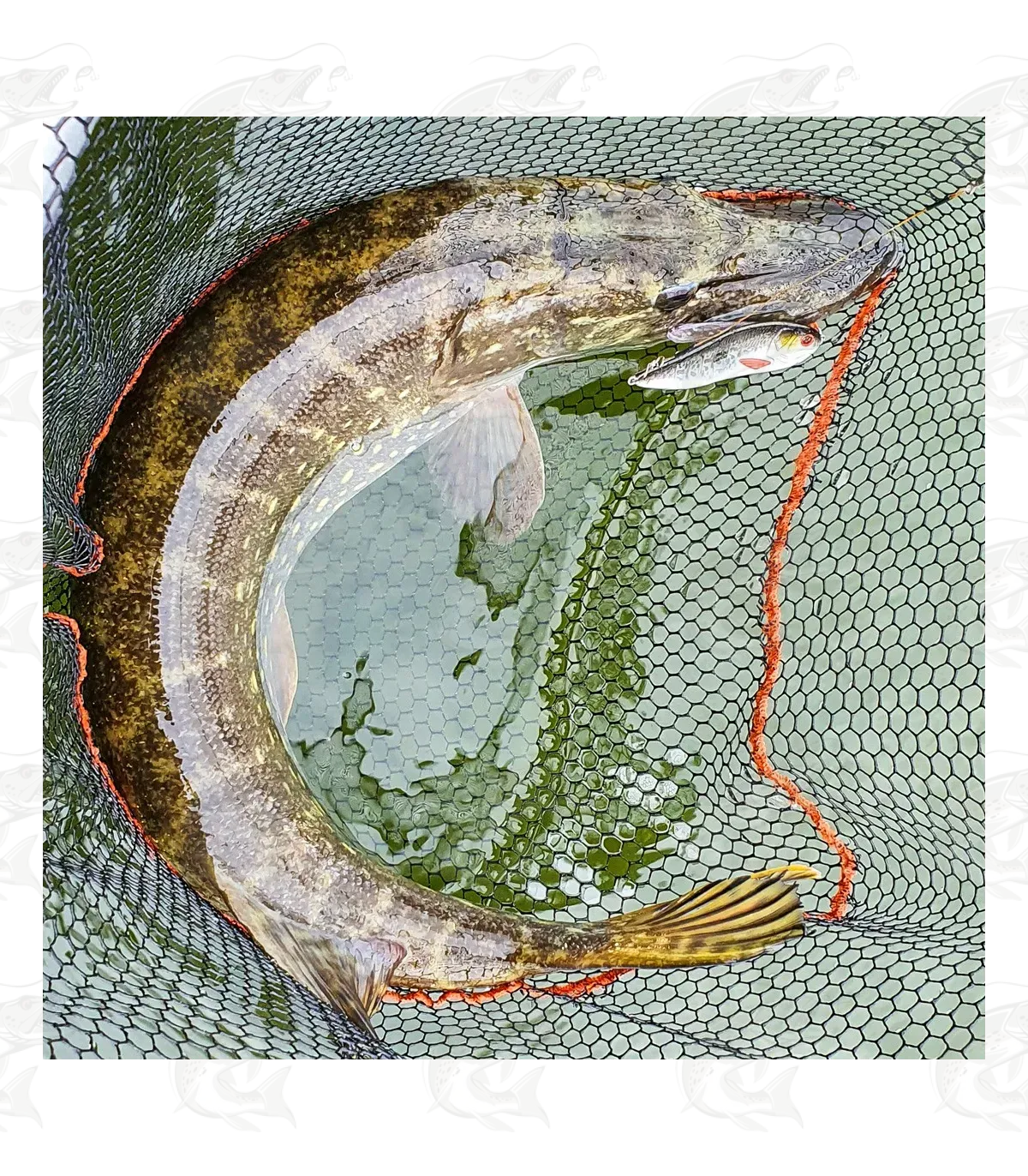 Abu Garcia® Beast Rattlin' Atom 12 Abu Garcia® Beast Rattlin' Atom - Image 12