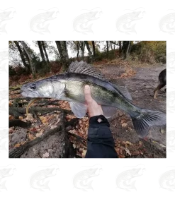 Daiwa Tournament D'Fin 38 Daiwa Tournament D'Fin -Pro Fish Gear Shop daiwa tournament d fin 18