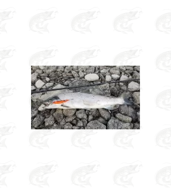 ESTLANT "Seatrout" 32 ESTLANT "Seatrout" -Pro Fish Gear Shop estlant seatrout 12