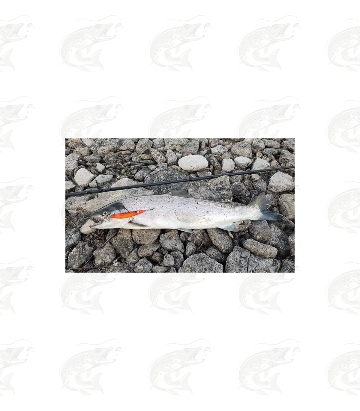 ESTLANT "Seatrout" 13 ESTLANT "Seatrout" - Image 13