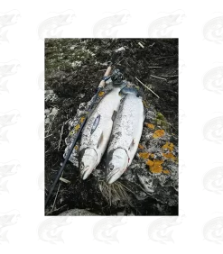 ESTLANT "Seatrout" 33 ESTLANT "Seatrout" -Pro Fish Gear Shop estlant seatrout 13