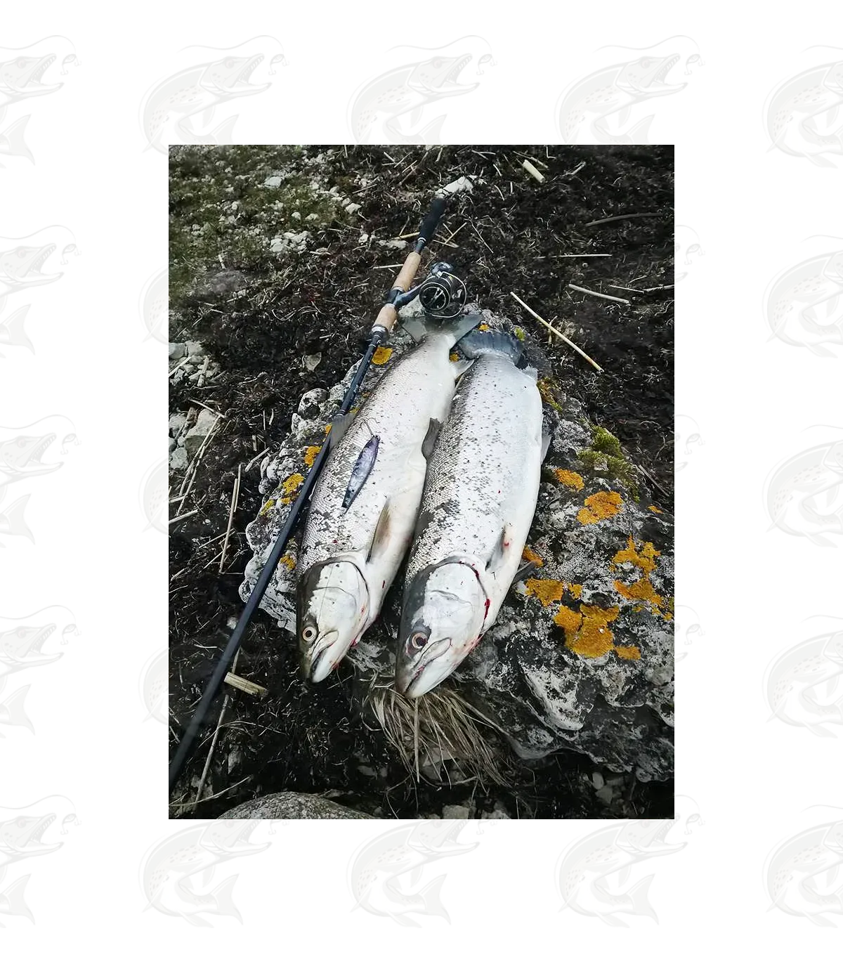 ESTLANT "Seatrout" 14 ESTLANT "Seatrout" - Image 14