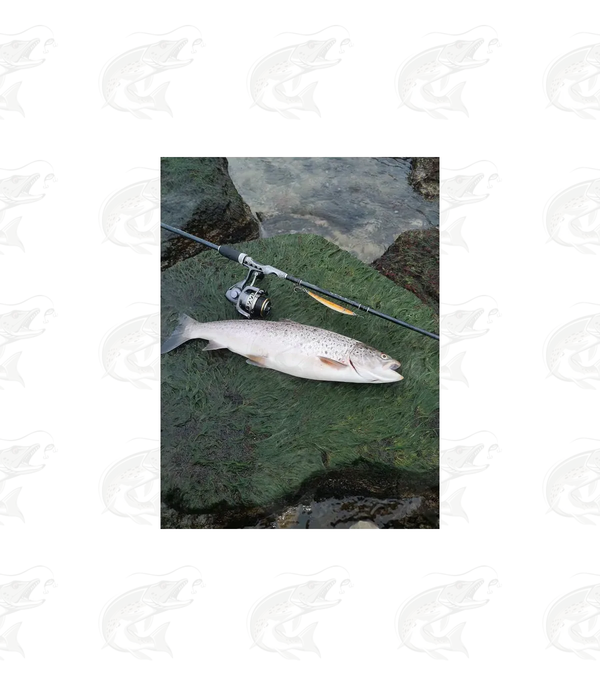 ESTLANT "Seatrout" 15 ESTLANT "Seatrout" - Image 15