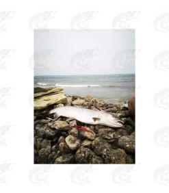 ESTLANT "Seatrout" 36 ESTLANT "Seatrout" -Pro Fish Gear Shop estlant seatrout 16