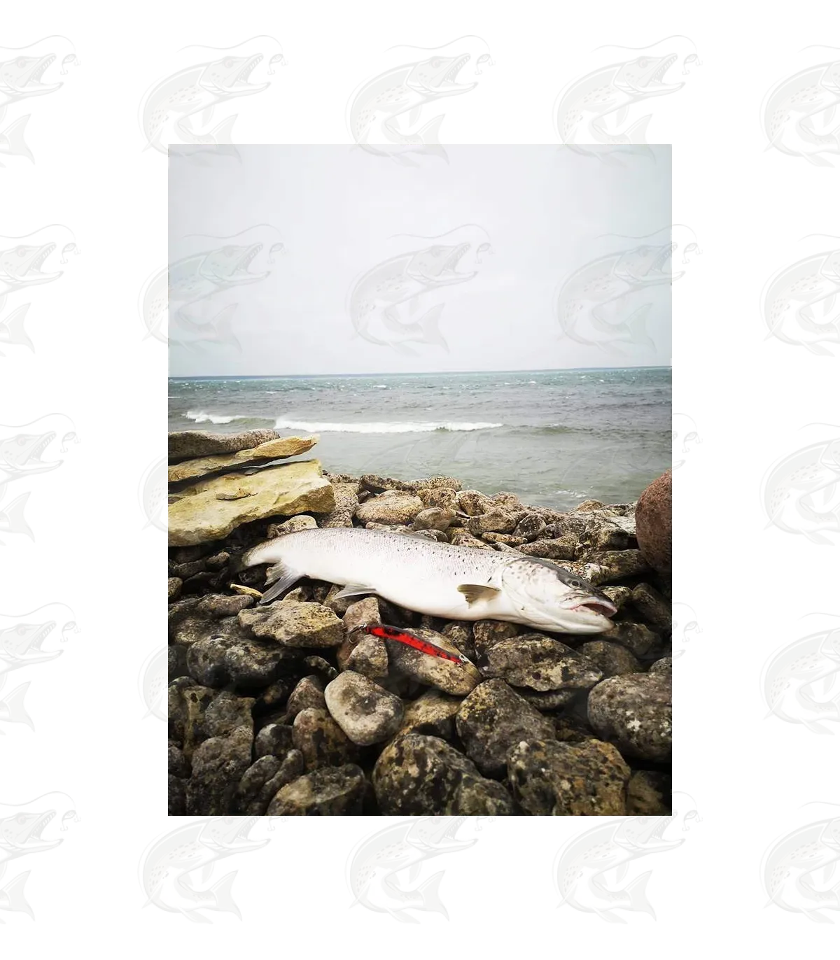 ESTLANT "Seatrout" 17 ESTLANT "Seatrout" - Image 17