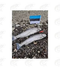 ESTLANT "Seatrout" 37 ESTLANT "Seatrout" -Pro Fish Gear Shop estlant seatrout 17