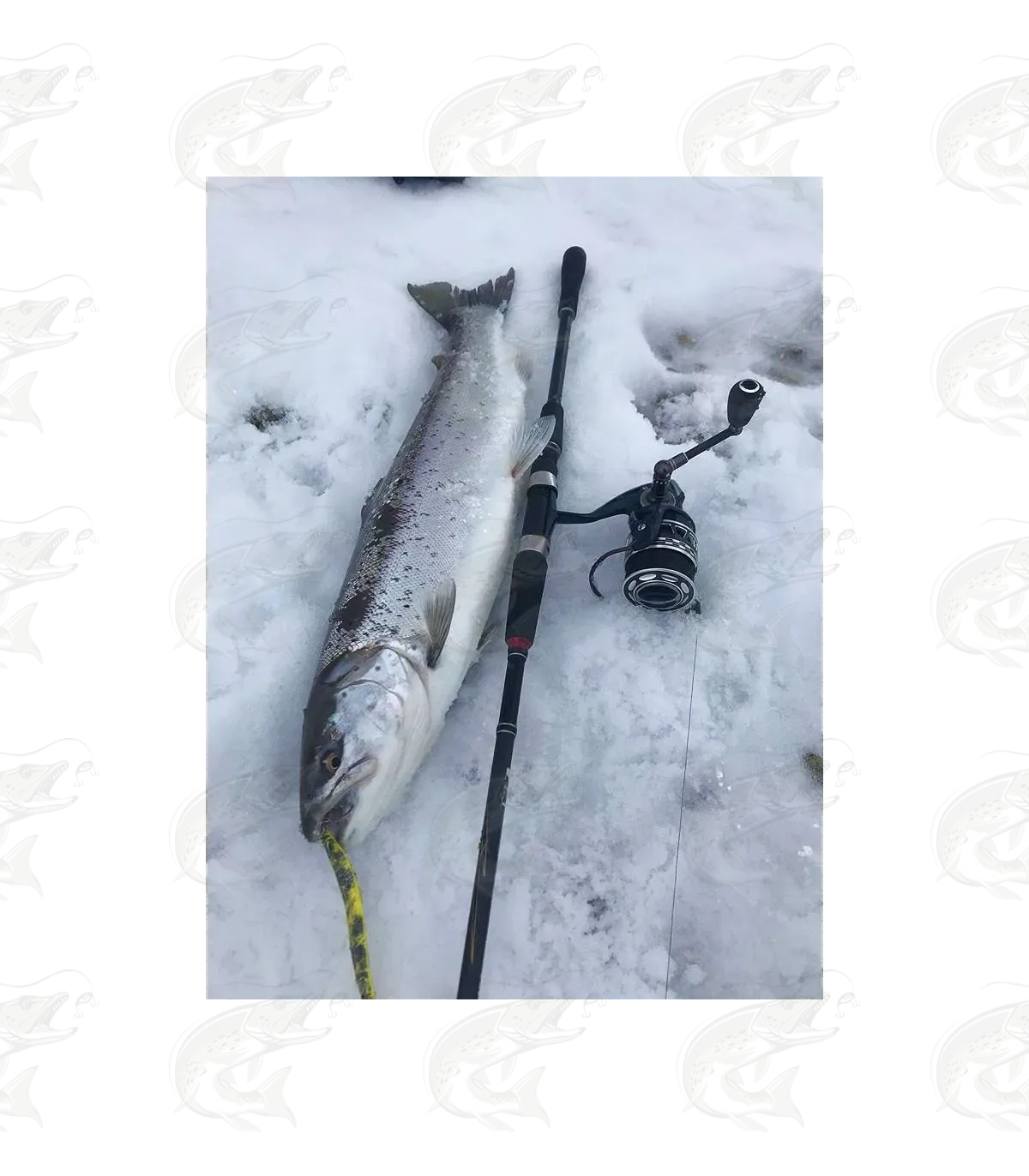 ESTLANT "Seatrout" 19 ESTLANT "Seatrout" - Image 19