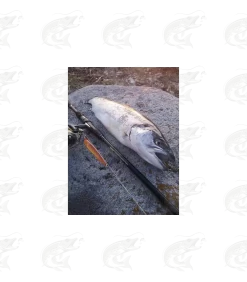 ESTLANT "Seatrout" 39 ESTLANT "Seatrout" -Pro Fish Gear Shop estlant seatrout 19