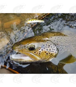 Gunki Gamera -Pro Fish Gear Shop gunki gamera 6