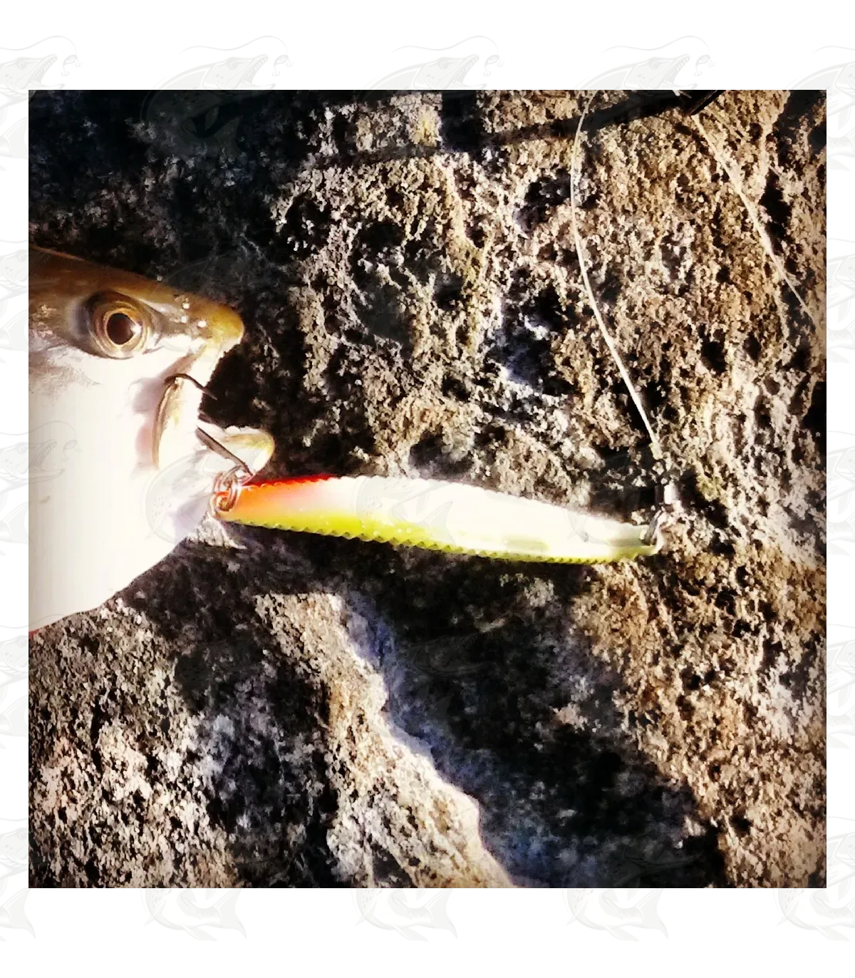 Hansen Lotus 12 Hansen Lotus - Image 12