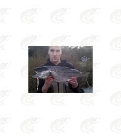 Hansen Lotus 18 Hansen Lotus -Pro Fish Gear Shop hansen lotus seatrout spoon 6