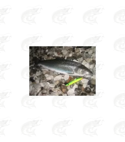 Hansen Lotus 19 Hansen Lotus -Pro Fish Gear Shop hansen lotus seatrout spoon 7