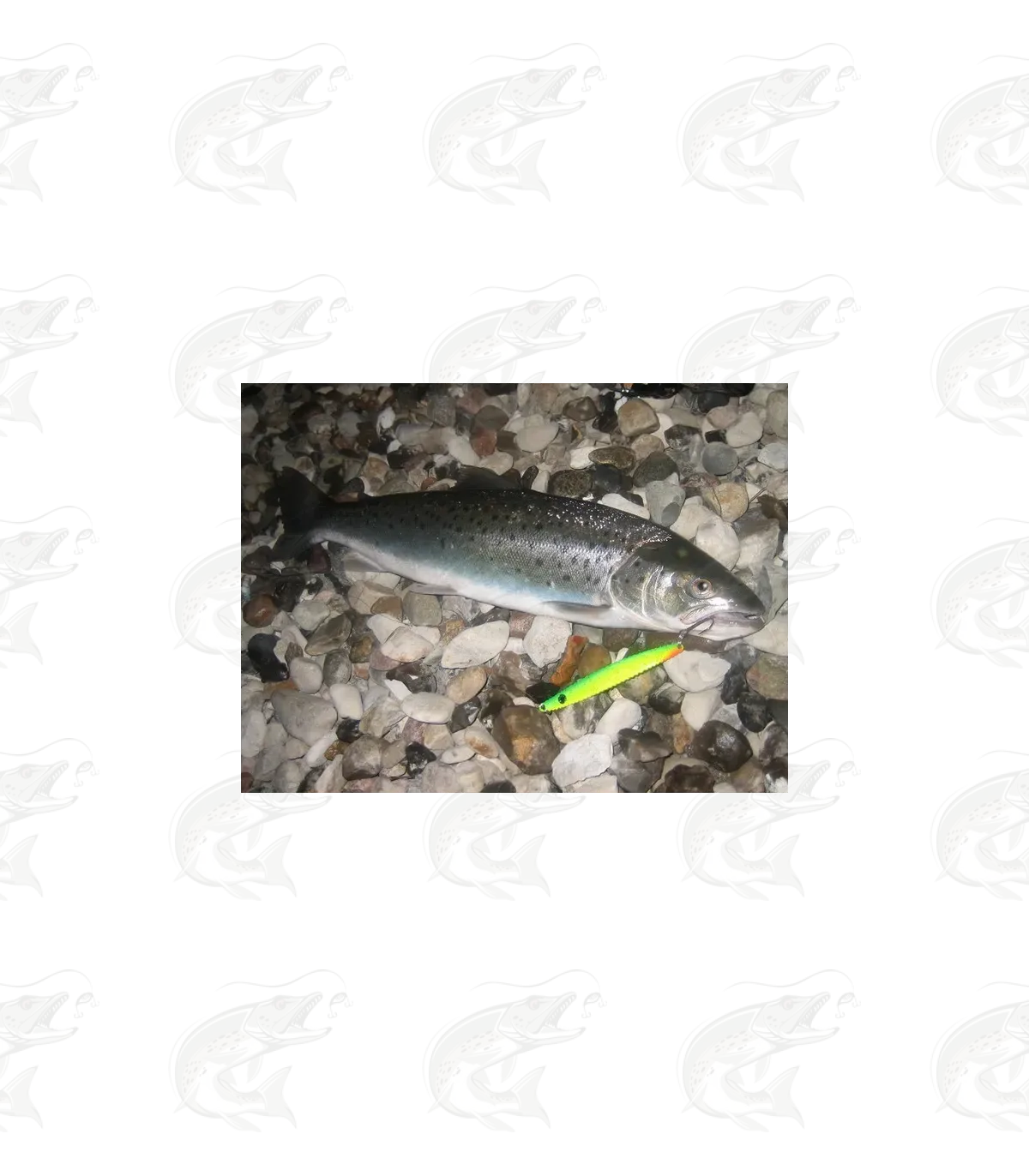 Hansen Lotus 8 Hansen Lotus - Image 8