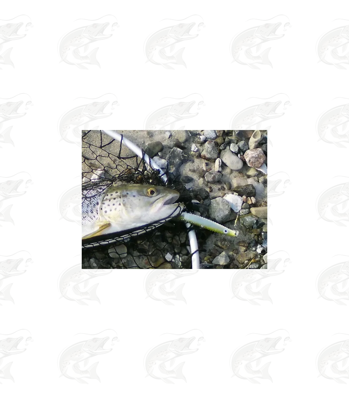 Hansen Lotus 10 Hansen Lotus - Image 10