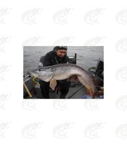 Headbanger FireTail 26 Headbanger FireTail -Pro Fish Gear Shop headbanger firetail softbait 11