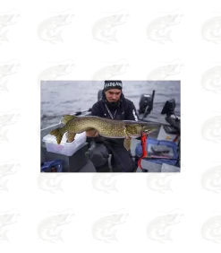 Headbanger FireTail 27 Headbanger FireTail -Pro Fish Gear Shop headbanger firetail softbait 12