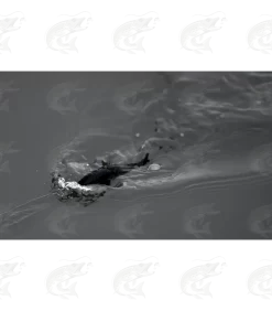 Headbanger Spitfire 25 Headbanger Spitfire -Pro Fish Gear Shop headbanger spitfire topwater lure 11