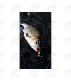 HMG Lures KillerEGG -Pro Fish Gear Shop hmg lures killeregg 9