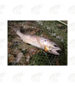 HMG Lures KillerEGG FAT -Pro Fish Gear Shop hmg lures killeregg fat 10