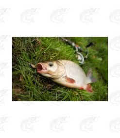 HMG Lures KillerEGG FAT -Pro Fish Gear Shop hmg lures killeregg fat 9