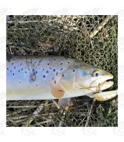 HMG Lures SilentASSASIN -Pro Fish Gear Shop hmg lures silentassasin 11