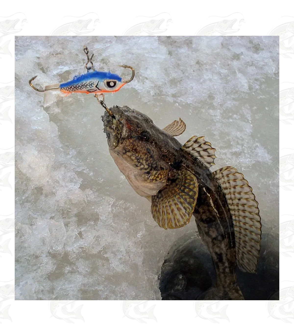 Lucky John Baltic Balanced Jig 13 Lucky John Baltic Balanced Jig - Image 13