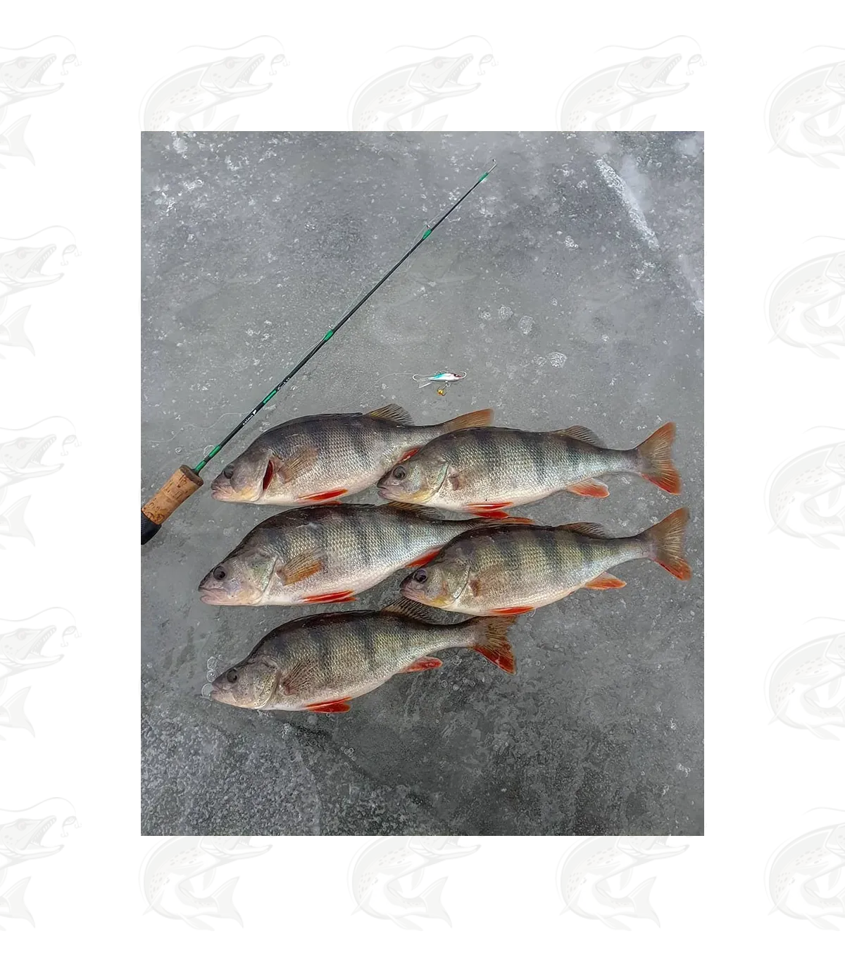 Lucky John Baltic Balanced Jig 15 Lucky John Baltic Balanced Jig - Image 15