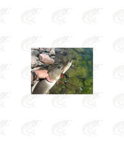 Mepps Black Fury 26 Mepps Black Fury -Pro Fish Gear Shop mepps black fury spinners 12