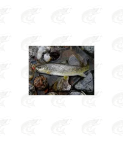 Mepps Black Fury 27 Mepps Black Fury -Pro Fish Gear Shop mepps black fury spinners 13