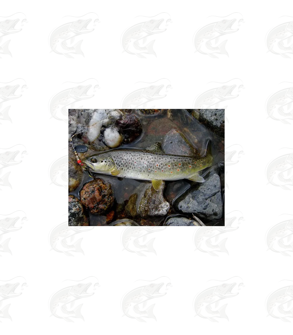 Mepps Black Fury 14 Mepps Black Fury - Image 14