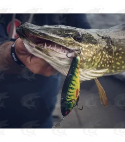 Rapala Twitchin' Rap -Pro Fish Gear Shop rapala twitchin rap 7