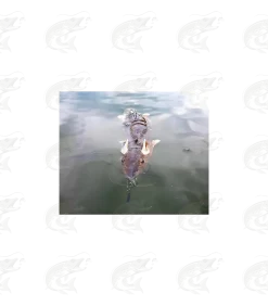 Savage Gear 3D Rad -Pro Fish Gear Shop savage gear 3d rad rat lure 10