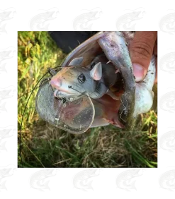 Savage Gear 3D Rad -Pro Fish Gear Shop savage gear 3d rad rat lure 7