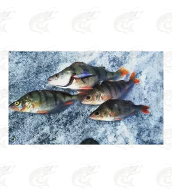 Strike Pro Tornado Vibe -Pro Fish Gear Shop strike pro tornado vibe 19