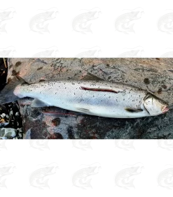 T.Lures "Hybrid Sandeel" 10 T.Lures "Hybrid Sandeel" -Pro Fish Gear Shop tlures hybrid sandeel handmade seatrout lure 4