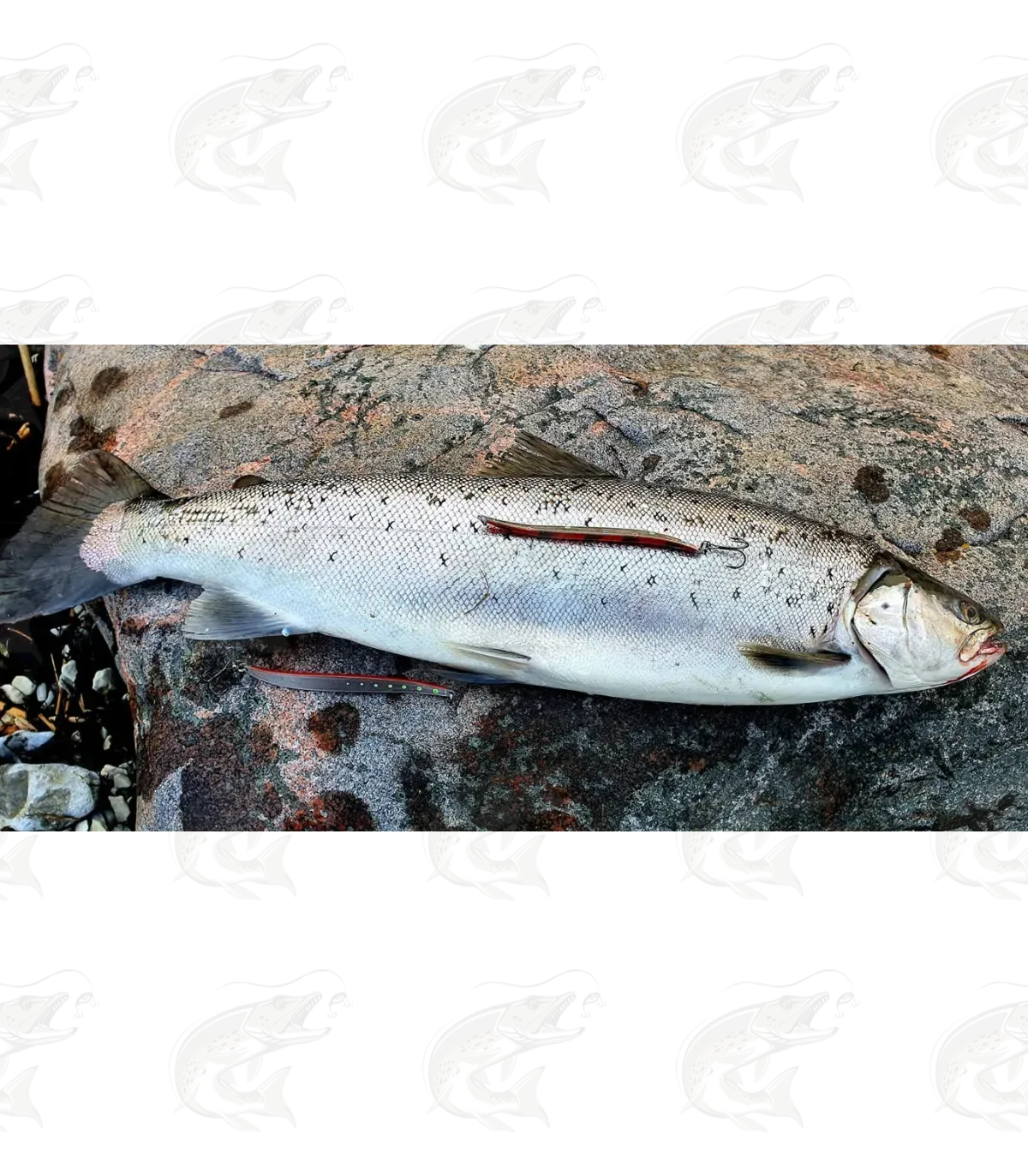 T.Lures "Hybrid Sandeel" 5 T.Lures "Hybrid Sandeel" - Image 5