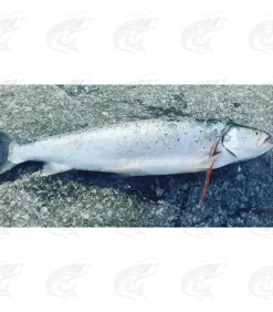 T.Lures "Hybrid Sandeel" 11 T.Lures "Hybrid Sandeel" -Pro Fish Gear Shop tlures hybrid sandeel handmade seatrout lure 5