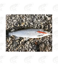 T.Lures "Small Tobias" -Pro Fish Gear Shop tlures small tobias sea trout lures 15