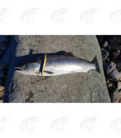 T.Lures "Small Tobias" -Pro Fish Gear Shop tlures small tobias sea trout lures 16