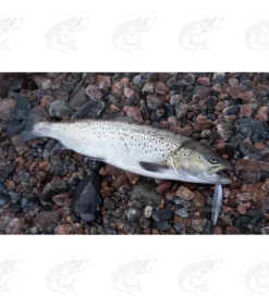 Viirastus Freya Handmade Spoons For Sea Trout 22 Viirastus Freya Handmade Spoons For Sea Trout -Pro Fish Gear Shop viirastus freya handmade spoons for sea trout 9