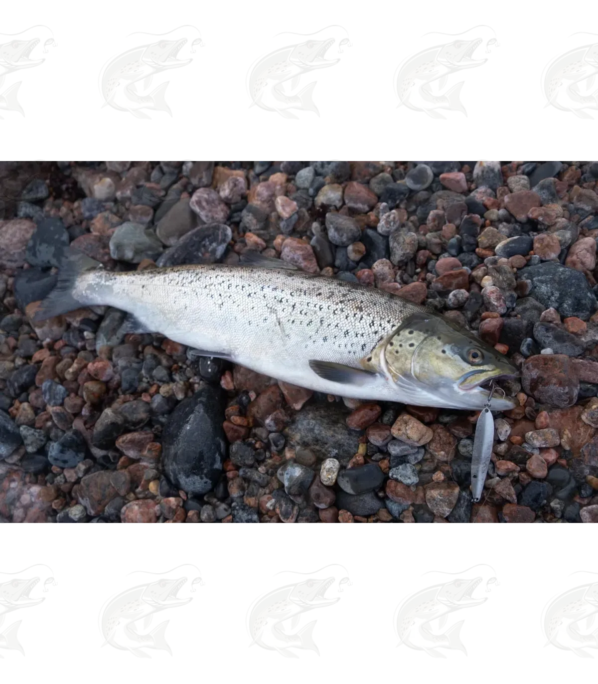 Viirastus Freya Handmade Spoons For Sea Trout 10 Viirastus Freya Handmade Spoons For Sea Trout - Image 10