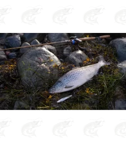 Viirastus Kraken Handmade Spoons For Sea Trout -Pro Fish Gear Shop viirastus kraken handmade spoons for sea trout 11