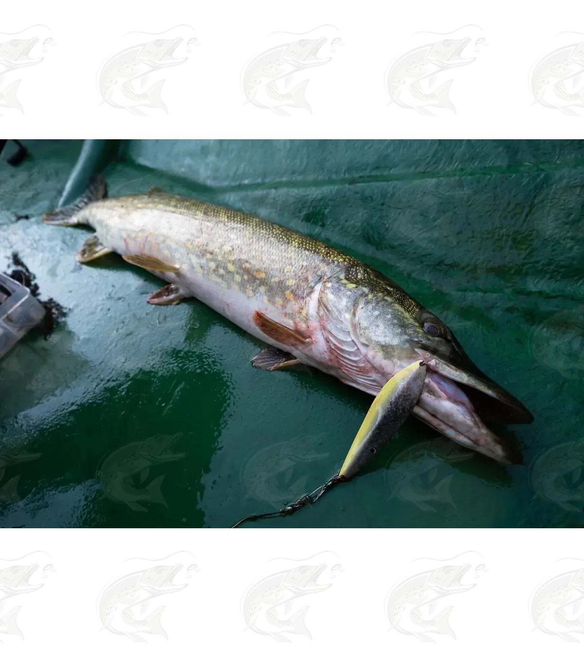 Viirastus Odin Handmade Spoons For Pike 10 Viirastus Odin Handmade Spoons For Pike - Image 10