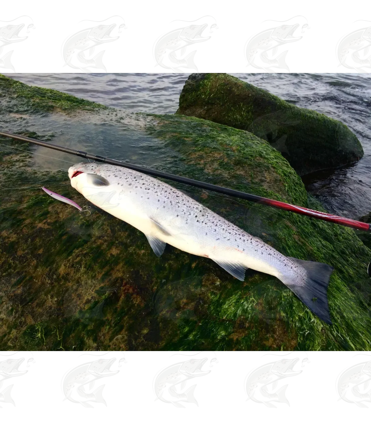 Viirastus Python Handmade Spoons For Sea Trout 9 Viirastus Python Handmade Spoons For Sea Trout - Image 9