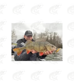 Westin ShadTeez -Pro Fish Gear Shop westin shadteez soft bait 16